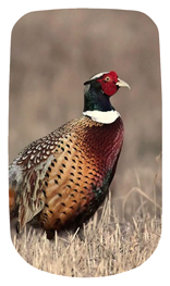 DAROYAL 307 Pheasant 1